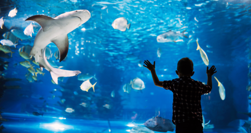 Parcs-animaliers-et-aquariums-4
