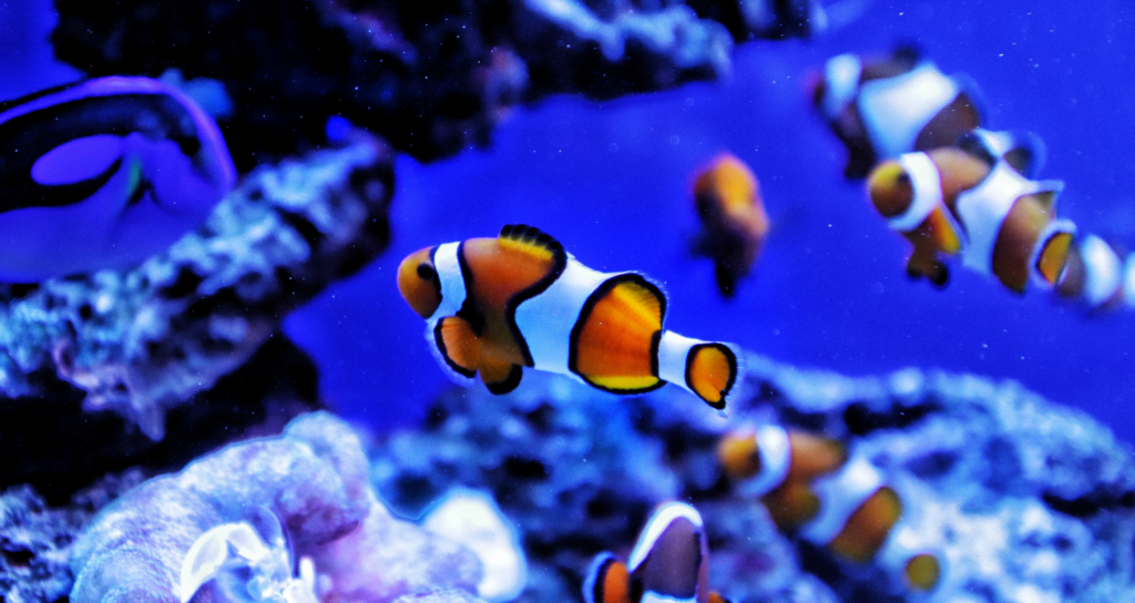 Parcs-animaliers-et-aquariums-5