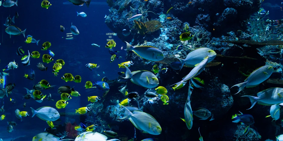 Aquarium-SEA-LIFE-Paris