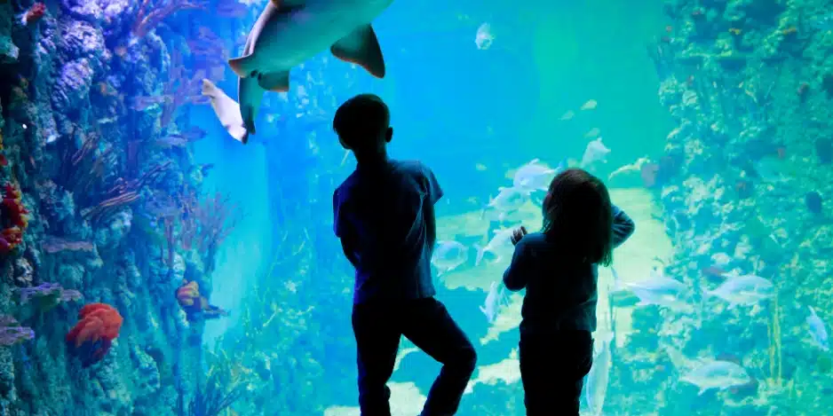 Aquarium-de-Paris-_-Billet-dentree