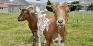 Visite-libre-de-la-Ferme-de-Gally-St-Denis